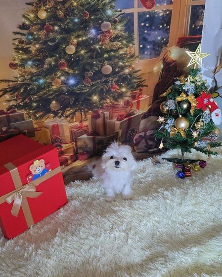 มอลทีสเกาหลี รูปที่ 7