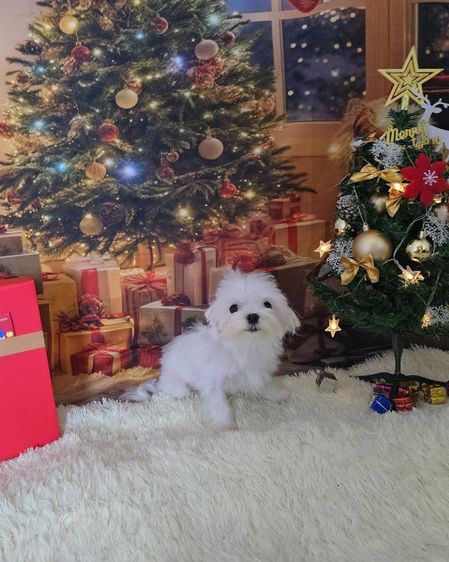 มอลทีสเกาหลี รูปที่ 9