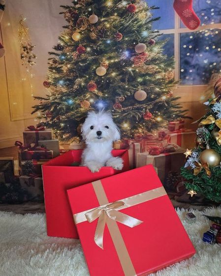 มอลทีสเกาหลี