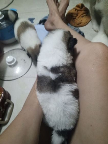 ลูกสุนัขบางแก้วแท้ รูปที่ 17