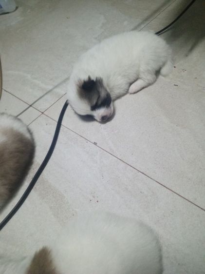 ลูกสุนัขบางแก้วแท้ รูปที่ 2