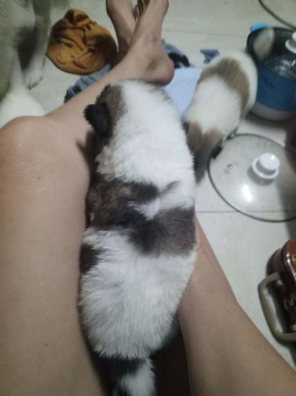 ลูกสุนัขบางแก้วแท้ รูปที่ 11