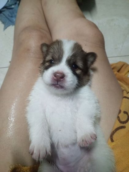 ลูกสุนัขบางแก้วแท้ รูปที่ 12
