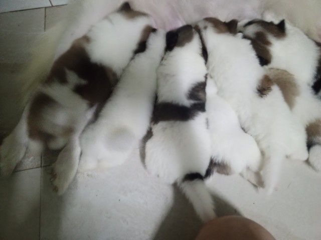 ลูกสุนัขบางแก้วแท้ รูปที่ 6