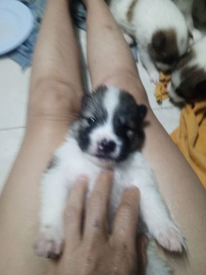 ลูกสุนัขบางแก้วแท้ รูปที่ 18