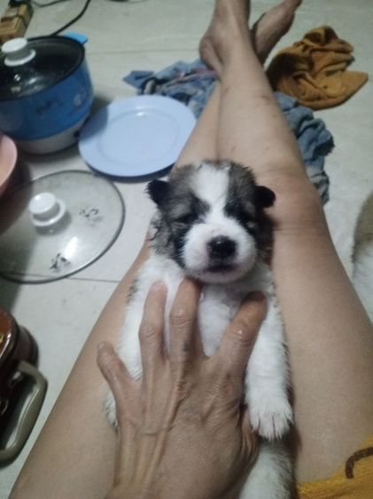 ลูกสุนัขบางแก้วแท้ รูปที่ 15