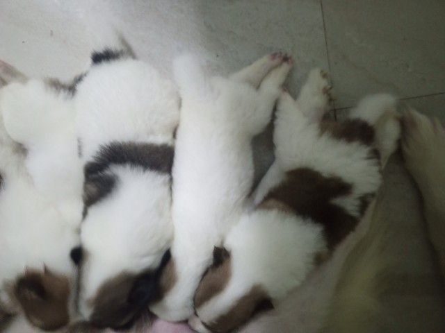 ลูกสุนัขบางแก้วแท้ รูปที่ 9