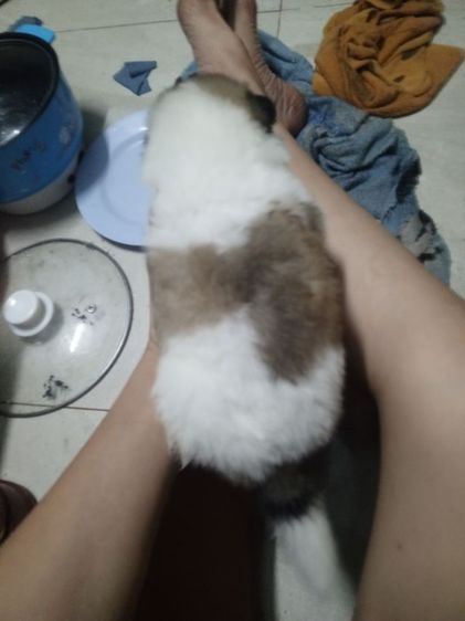 ลูกสุนัขบางแก้วแท้ รูปที่ 14