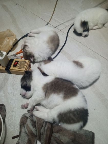 ลูกสุนัขบางแก้วแท้