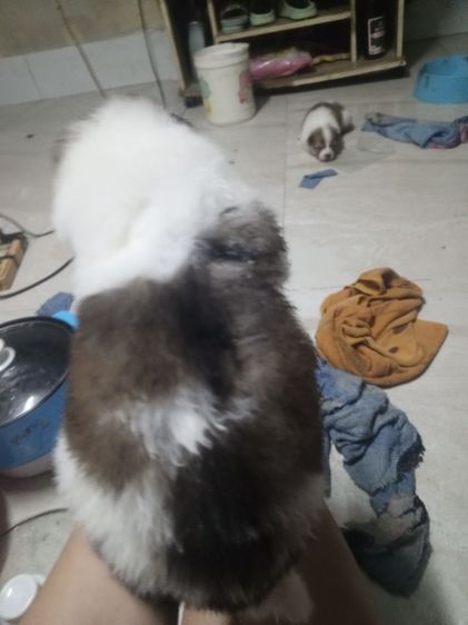 ลูกสุนัขบางแก้วแท้ รูปที่ 13