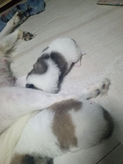 ลูกสุนัขบางแก้วแท้ รูปที่ 4