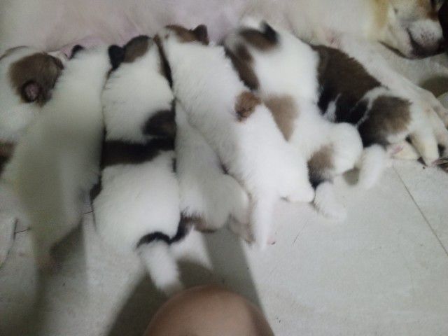 ลูกสุนัขบางแก้วแท้ รูปที่ 5