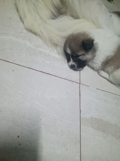 ลูกสุนัขบางแก้วแท้ รูปที่ 3