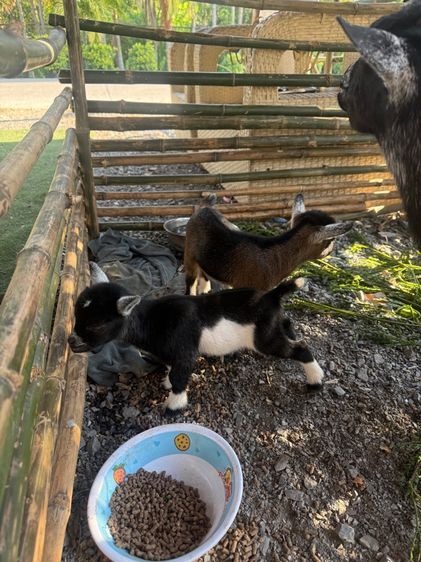 แพะแคระปริ้งมี่