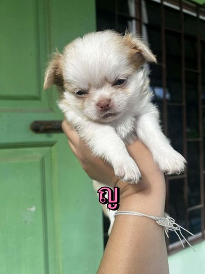 ชิวาวาแท้ ชิวาวาปอม  รูปที่ 6