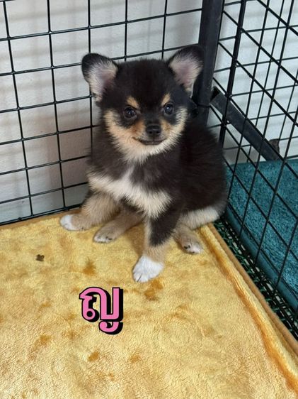 ชิวาวาแท้ ชิวาวาปอม  รูปที่ 3