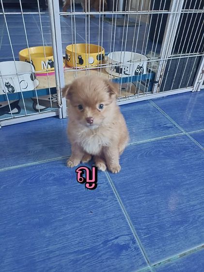 ชิวาวาแท้ ชิวาวาปอม  รูปที่ 10