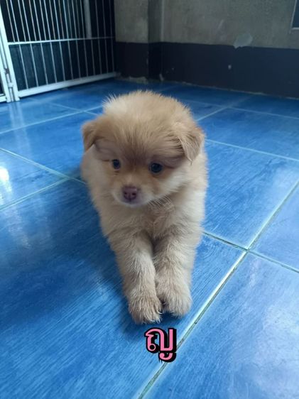 ชิวาวาแท้ ชิวาวาปอม  รูปที่ 9