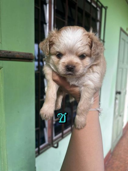 ชิวาวาแท้ ชิวาวาปอม  รูปที่ 2