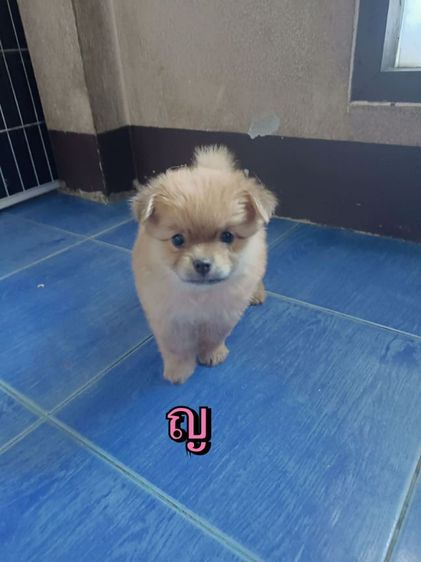 ชิวาวาแท้ ชิวาวาปอม  รูปที่ 8