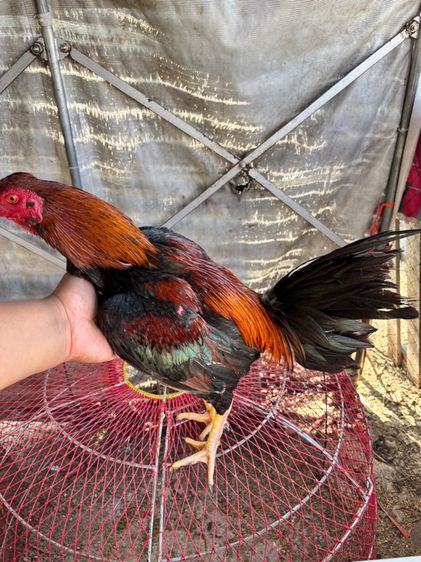 ไก่ชน พม่า แข้งหน้า รูปที่ 2