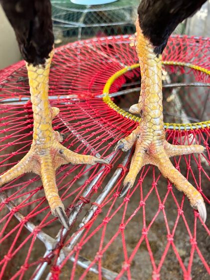 ไก่ชน พม่า แข้งหน้า รูปที่ 8