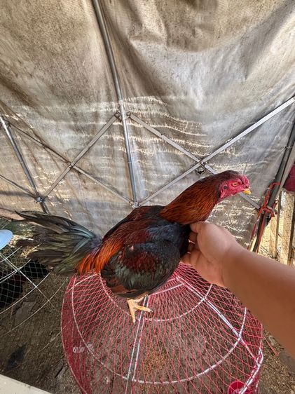 ไก่ชน พม่า แข้งหน้า รูปที่ 5