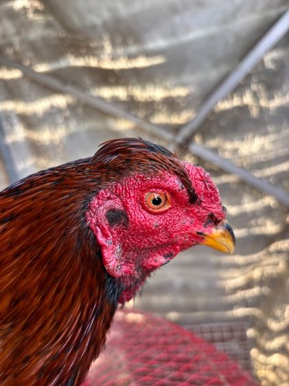 ไก่ชน พม่า แข้งหน้า