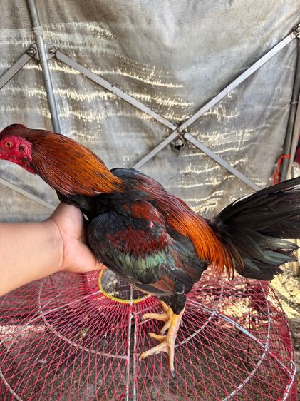 ไก่ชน พม่า แข้งหน้า รูปที่ 4