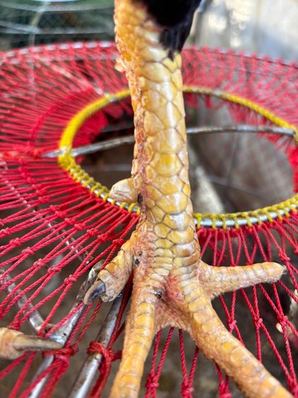 ไก่ชน พม่า แข้งหน้า รูปที่ 7