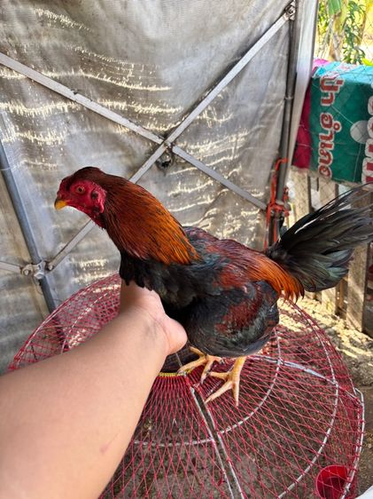 ไก่ชน พม่า แข้งหน้า รูปที่ 3