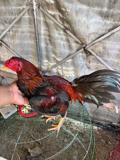 ไก่ชน พม่าแม่สเรียงแข้งหน้าดี รูปที่ 3