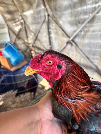 ไก่ชน พม่าแม่สเรียงแข้งหน้าดี