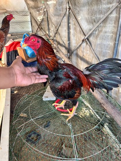 ไก่ชน พม่าแม่สเรียงแข้งหน้าดี รูปที่ 7