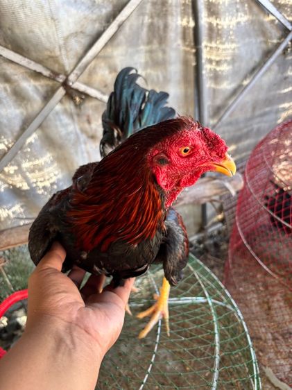 ไก่ชน พม่าแม่สเรียงแข้งหน้าดี รูปที่ 4