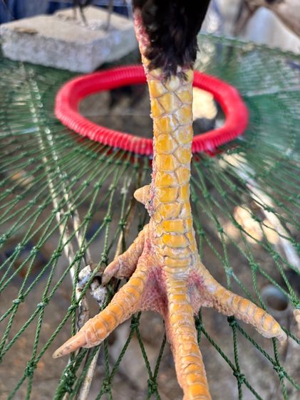 ไก่ชน พม่าแม่สเรียงแข้งหน้าดี รูปที่ 10