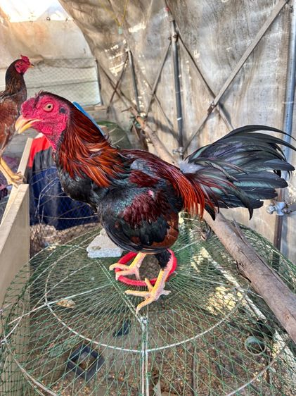 ไก่ชน พม่าแม่สเรียงแข้งหน้าดี รูปที่ 6