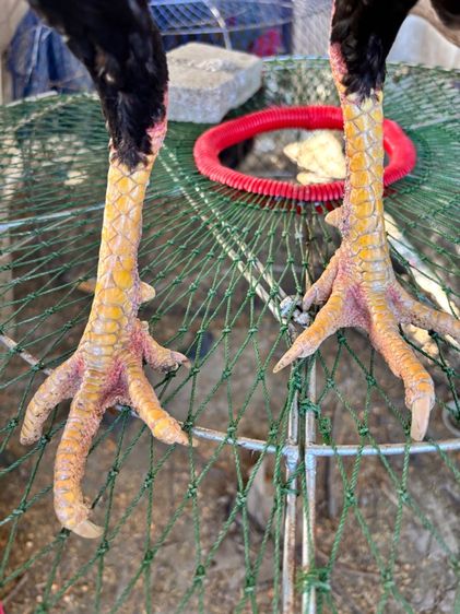 ไก่ชน พม่าแม่สเรียงแข้งหน้าดี รูปที่ 9