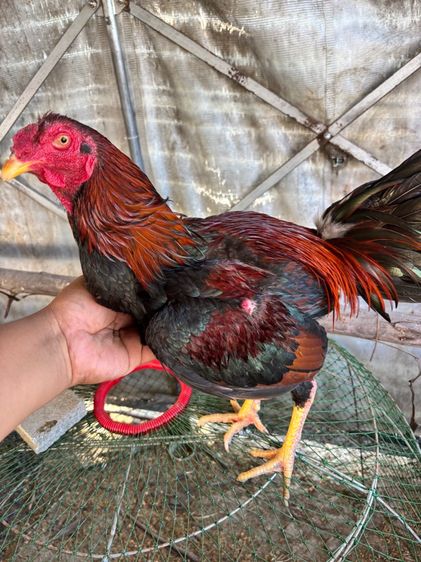 ไก่ชน พม่าแม่สเรียงแข้งหน้าดี รูปที่ 2