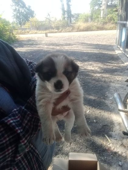 หาบ้านไห้บางแก้ว รูปที่ 3