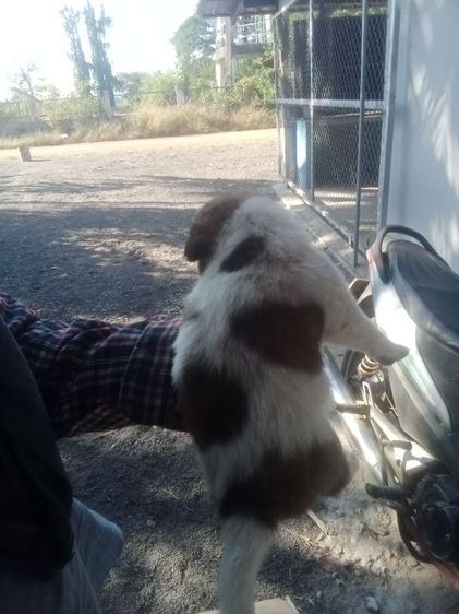 หาบ้านไห้บางแก้ว รูปที่ 5