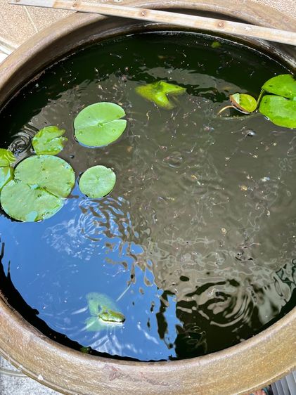 ปลาหางนกยูง