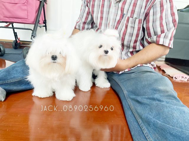 รับจับสุนัขผสมพันธุ์ทุกสายพันธุ์ ครั้งละ1000บ. รูปที่ 18