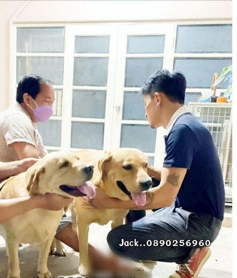 รับจับสุนัขผสมพันธุ์ทุกสายพันธุ์ ครั้งละ1000บ. รูปที่ 7