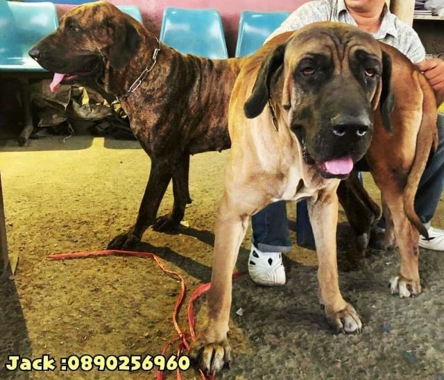 รับจับสุนัขผสมพันธุ์ทุกสายพันธุ์ ครั้งละ1000บ. รูปที่ 13