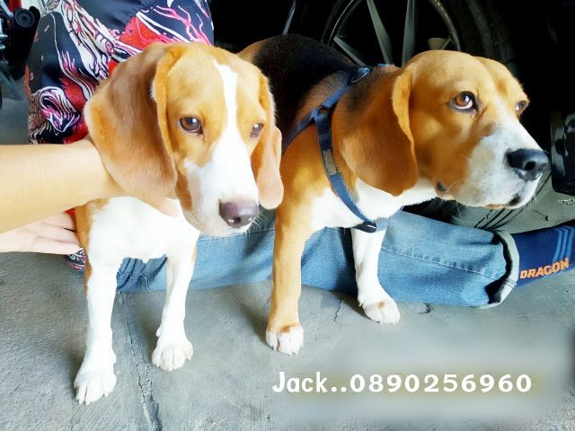 รับจับสุนัขผสมพันธุ์ทุกสายพันธุ์ ครั้งละ1000บ. รูปที่ 10