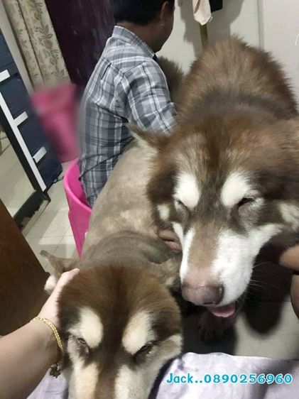 รับจับสุนัขผสมพันธุ์ทุกสายพันธุ์ ครั้งละ1000บ. รูปที่ 6