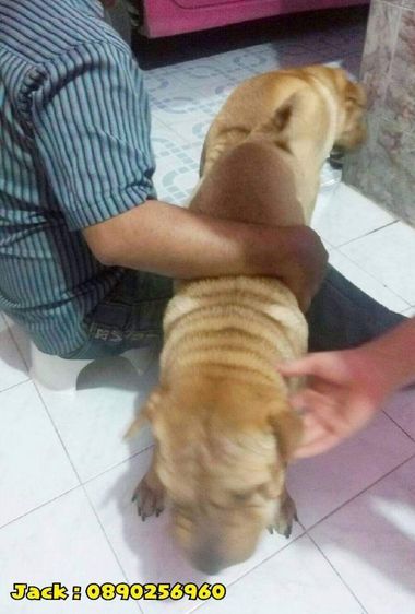 รับจับสุนัขผสมพันธุ์ทุกสายพันธุ์ ครั้งละ1000บ. รูปที่ 4