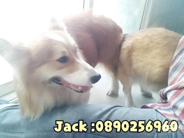 รับจับสุนัขผสมพันธุ์ทุกสายพันธุ์ ครั้งละ1000บ. รูปที่ 8