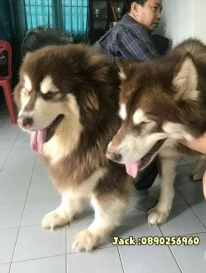 รับจับสุนัขผสมพันธุ์ทุกสายพันธุ์ ครั้งละ1000บ. รูปที่ 11